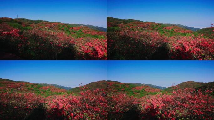 漫山遍野的红色杜鹃花10
