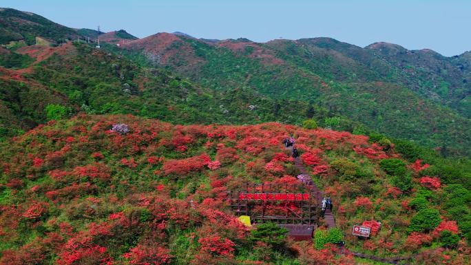 漫山遍野的红色杜鹃花05