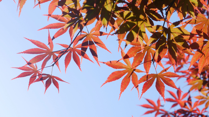 4k秋天阳光下的红枫叶（鸡爪槭）