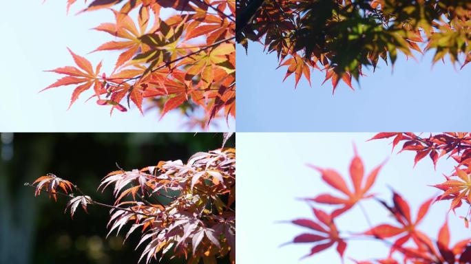 4k秋天阳光下的红枫叶（鸡爪槭）