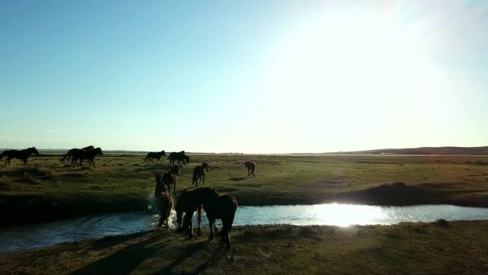 内蒙古草原清晨敖包马群河流航拍