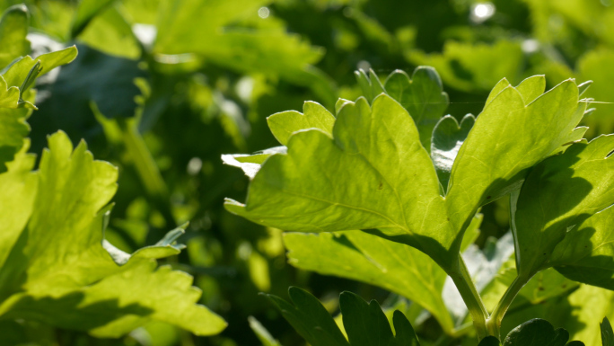 芹菜_农村菜园蔬菜阳光