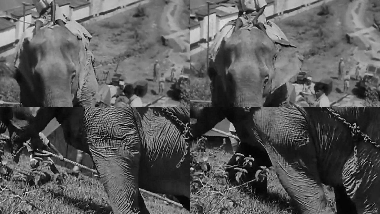 早期大象苦力大象大象搬运