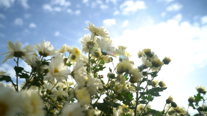 菊花加工采摘杀青菊花空镜头实拍