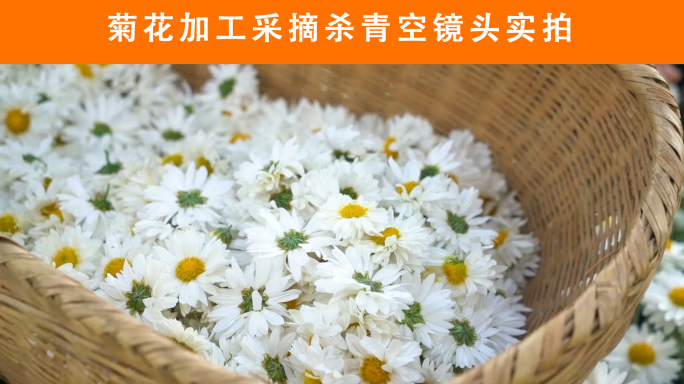 菊花加工采摘杀青菊花空镜头实拍