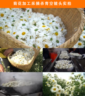 白菊视频素材下载 白菊ae模板下载 Vj师网 白菊视频素材下载 白菊ae模板下载 Vj师网