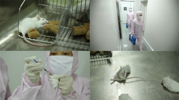 小白鼠实验-细菌病毒转基因等