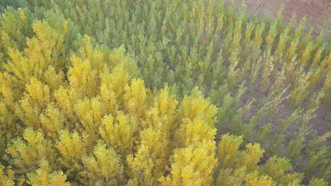 航拍4k原版：金黄色的树林色彩丰富的田