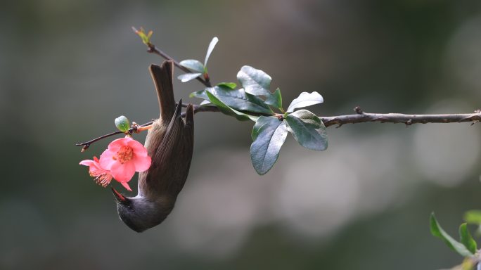 花鸟视频素材