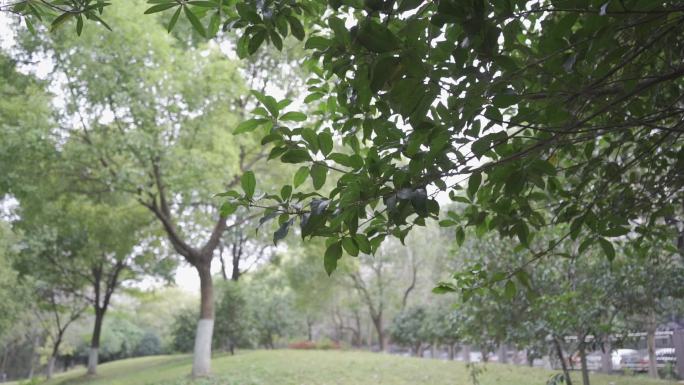 公园绿叶升格高清实拍hlg色彩模式