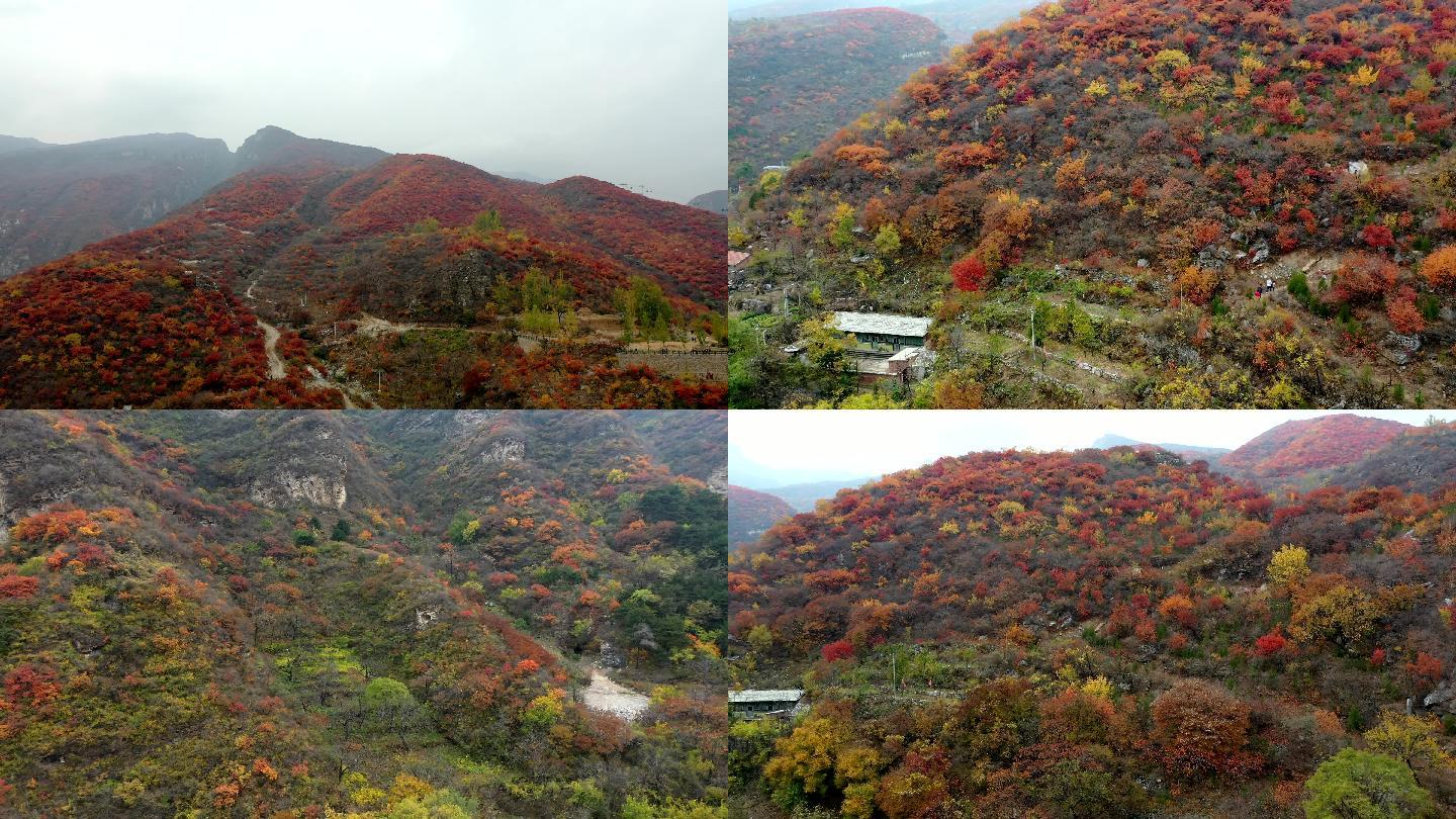 【原创】航拍坡峰岭山丘红叶深秋