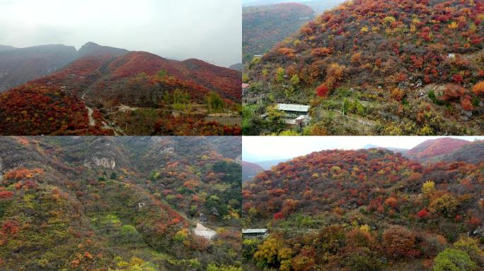 【原创】航拍坡峰岭山丘红叶深秋