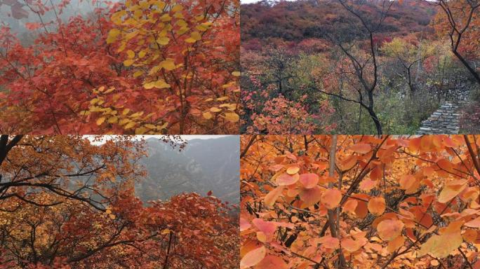 京郊红叶坡峰岭红叶节农家风情