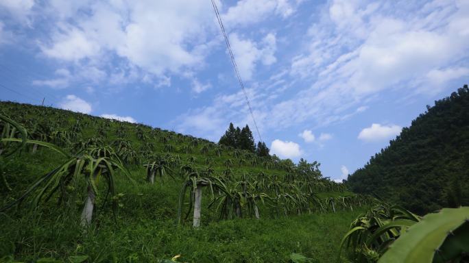 火龙果种植基地