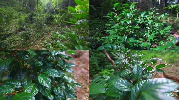 实拍金花茶树