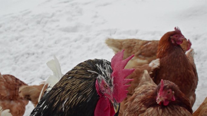 农场养鸡冬天