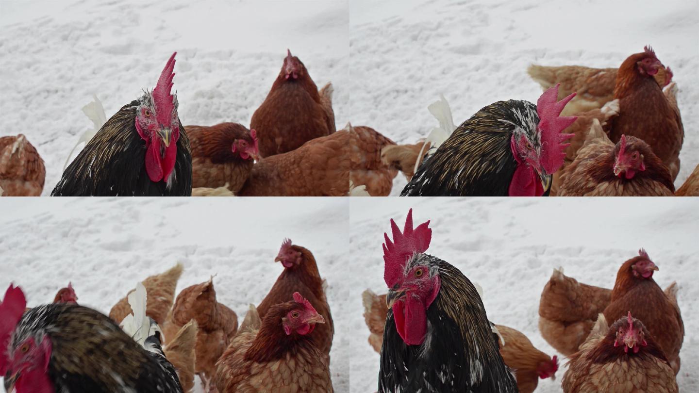 农场养鸡冬天