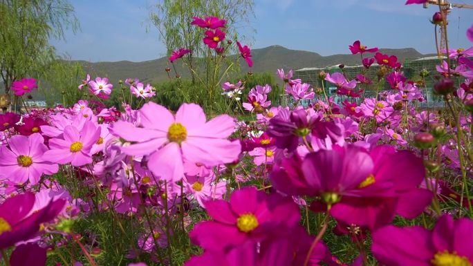 花卉文艺田园各种花朵