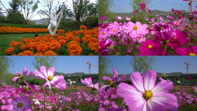 花卉文艺田园各种花朵