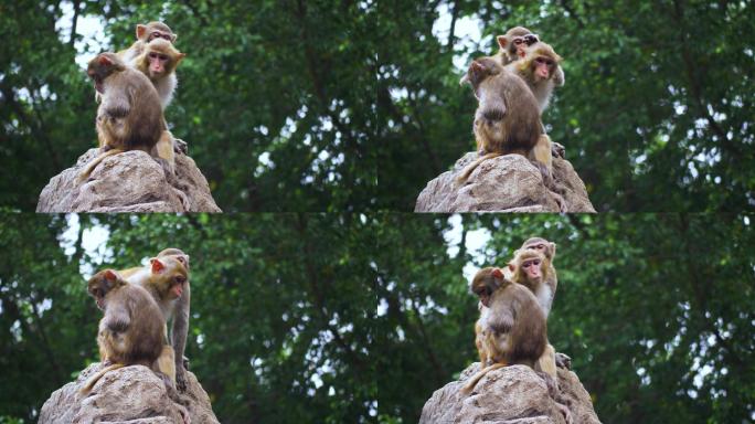 动物园的猴子 猴哥