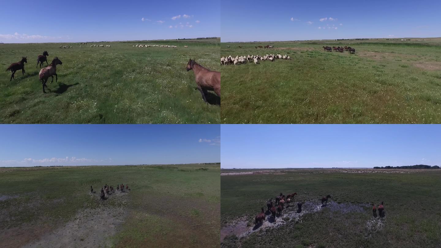 内蒙古草原马