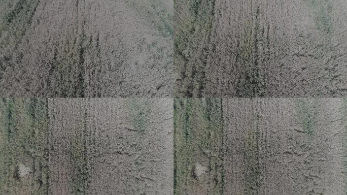 4KD-LOG新疆有机麦田航拍