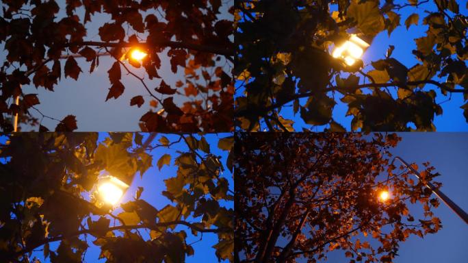 4K实拍傍晚路灯下树叶