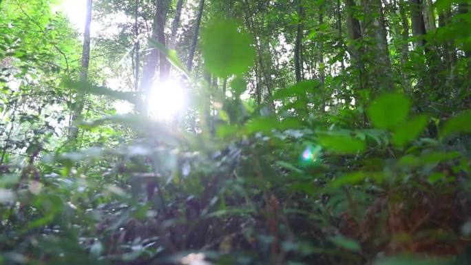 实拍原始森林里的阳光穿透树叶