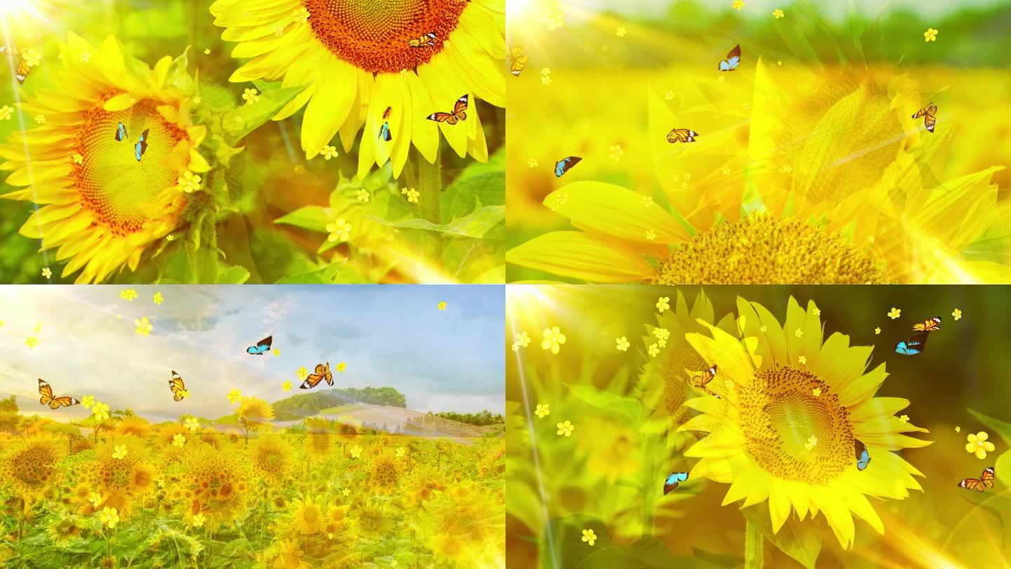 励志歌曲我相信阳光向日葵蝴蝶背景视频