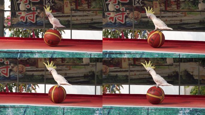 鹦鹉表演滚篮球