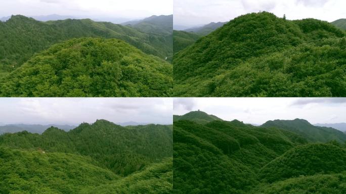 航拍大山深处的珍稀保护树种红豆杉林