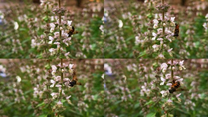 一只蜜蜂在荆芥花朵上采蜜
