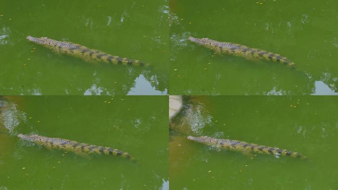 正在水里游的鳄鱼