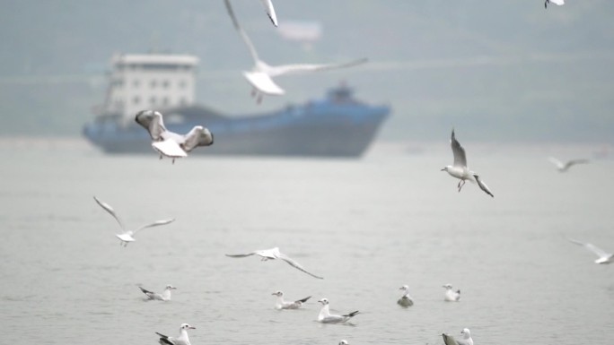 泸州航拍江阳区东门口滨江路红嘴鸥海鸥