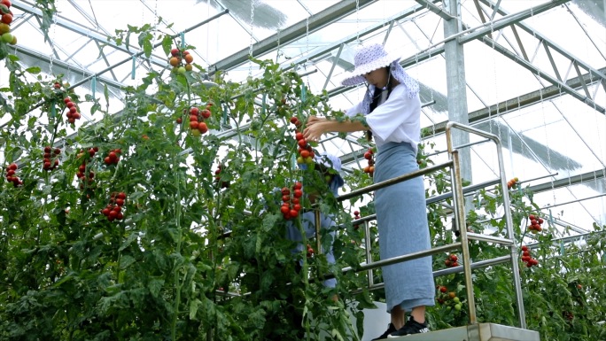 4K蔬菜基地美女农民采摘丰收