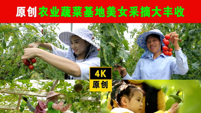 4K蔬菜基地美女农民采摘丰收