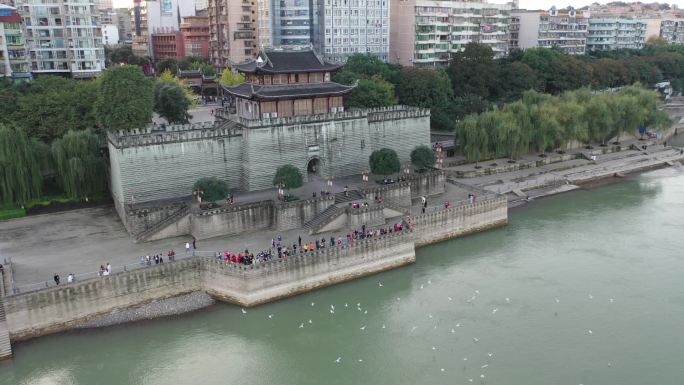 泸州航拍江阳区东门口滨江路红嘴鸥海鸥鸽子