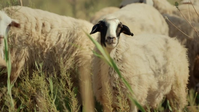 羊新疆羊羊群羊肉胡杨林的羊