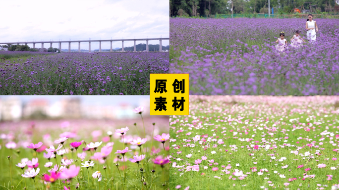 美女手拂过薰衣草格桑花风景