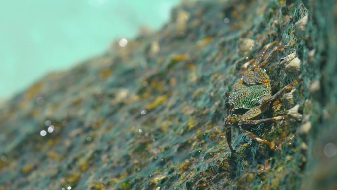 海边岩石海水螃蟹