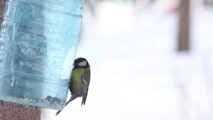 冬天小鸟自动喂食器
