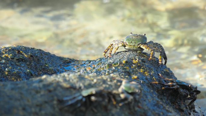 海边岩石上的螃蟹