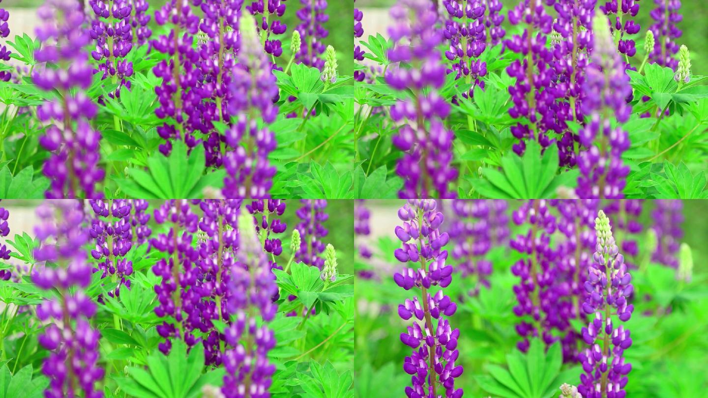绿叶紫色花朵羽扇豆鲁冰花紫罗兰薰衣草