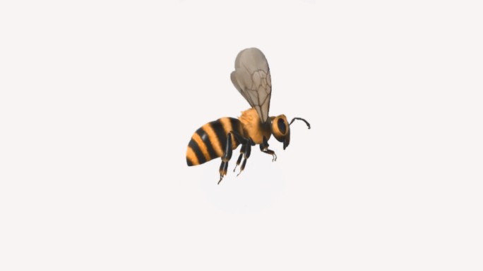 蜜蜂煽动翅膀【透明通道】