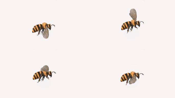 蜜蜂煽动翅膀【透明通道】