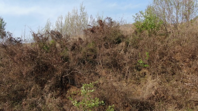 航拍大山树林蓝天4K