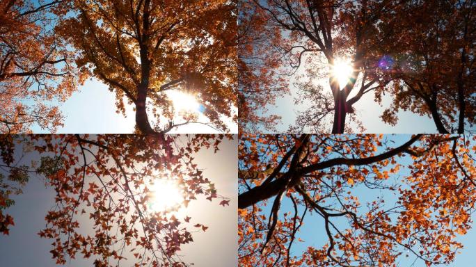 秋天黄叶树