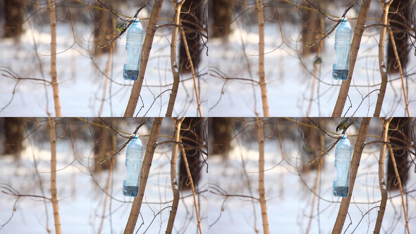 小鸟喂食器雪地里的鸟觅食