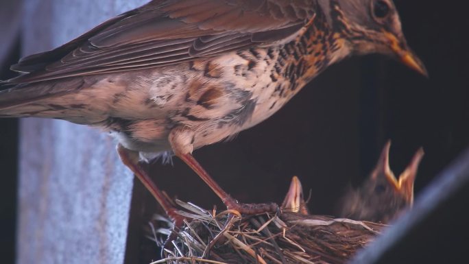 鸟妈妈喂食小鸟鸟窝幼鸟雏鸟