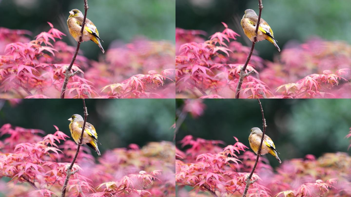 红叶小鸟金翅雀，好美啊，金翅雀叫声